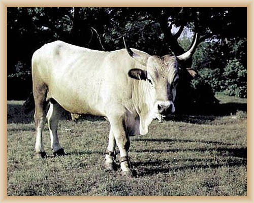 Boskarin