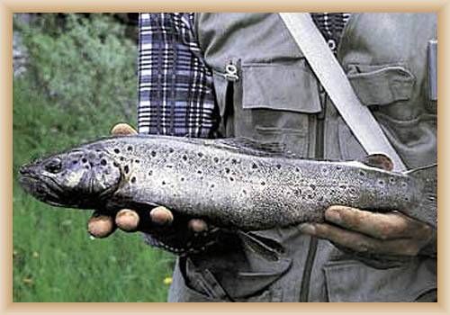 River Gacka - Trout