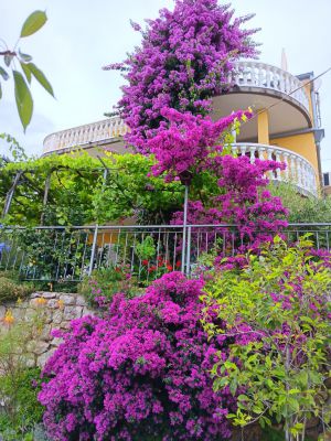 Apartments Benko