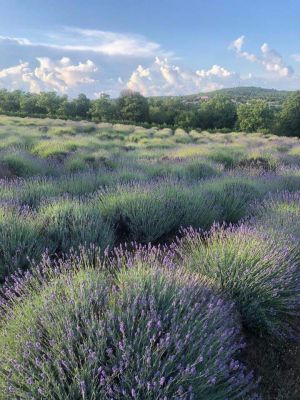 Apartment Lavanda