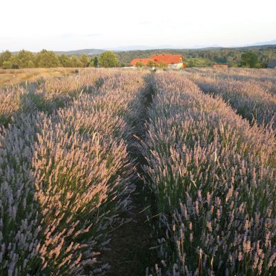 Apartment Lavanda